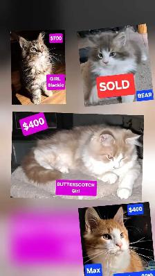 Maine coon kittens - Photo 3