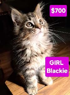 Maine coon kittens - Photo 4