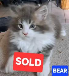 Maine coon kittens - Photo 5