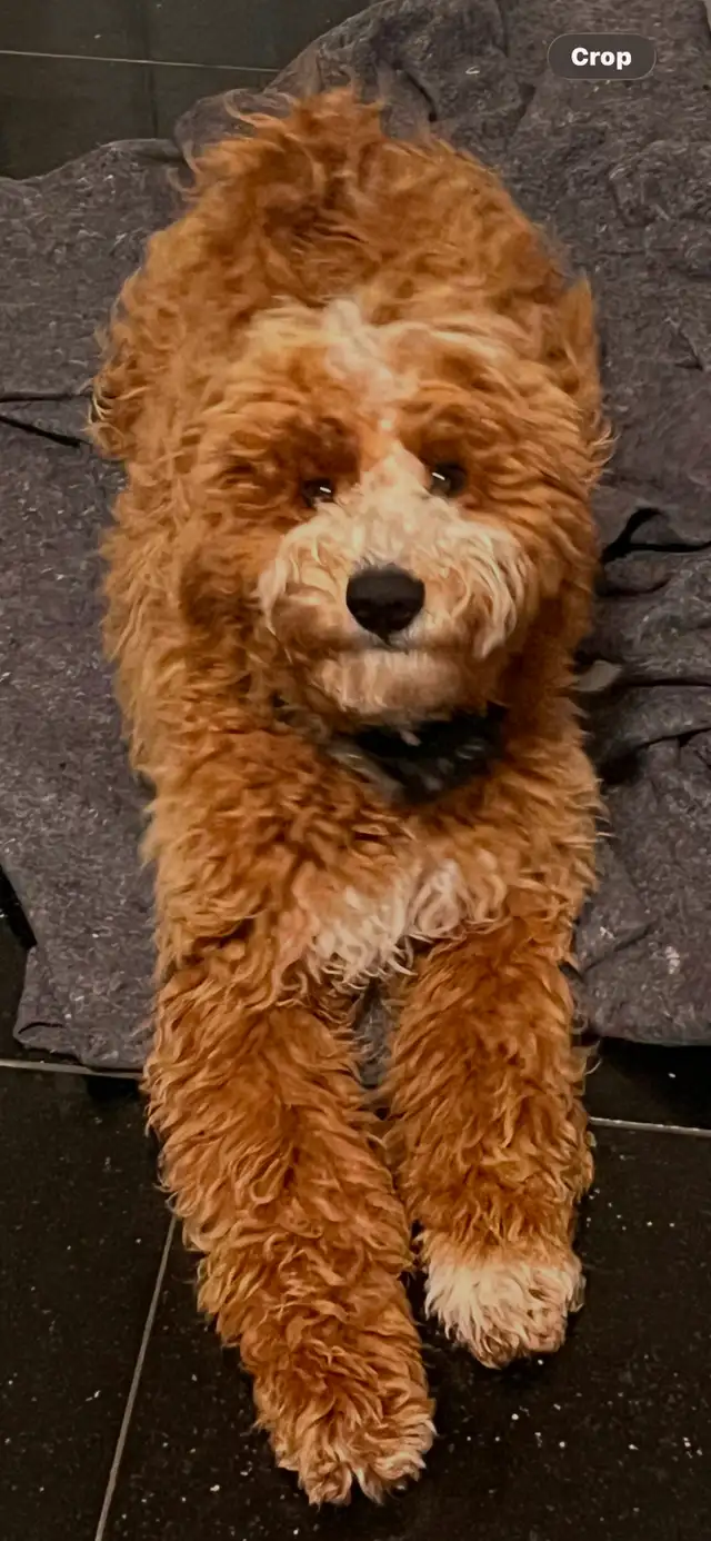 CKC Registered Purebred Moyen Poodle – CKC Registered