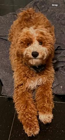 CKC Registered Purebred Moyen Poodle – CKC Registered