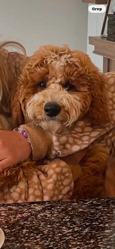 CKC Registered Purebred Moyen Poodle – CKC Registered - Photo 2