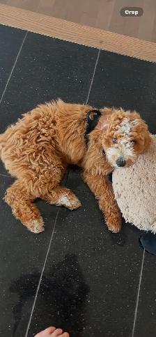 CKC Registered Purebred Moyen Poodle – CKC Registered - Photo 3