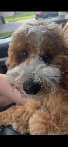 CKC Registered Purebred Moyen Poodle – CKC Registered - Photo 4