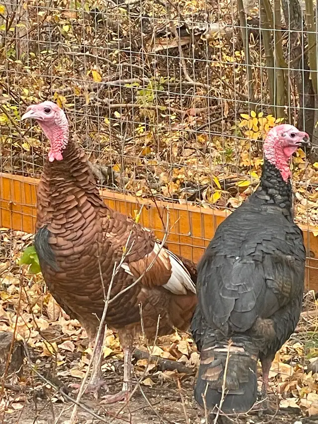 Two handsome turkey Toms