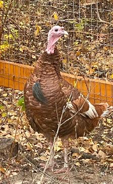 Two handsome turkey Toms - Photo 2