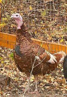 Two handsome turkey Toms - Photo 3