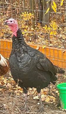 Two handsome turkey Toms - Photo 4