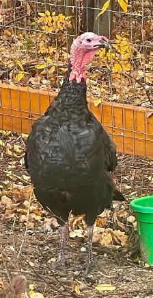 Two handsome turkey Toms - Photo 5