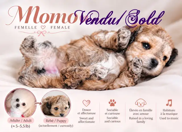Vendu/Sold,Caniche Toy/nais.Tiny Toy poodle