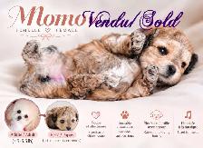 Vendu/Sold,Caniche Toy/nais.Tiny Toy poodle
