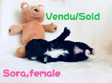 Vendu/Sold,Caniche Toy/nais.Tiny Toy poodle - Photo 2