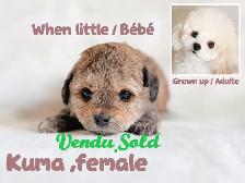 Vendu/Sold,Caniche Toy/nais.Tiny Toy poodle - Photo 3