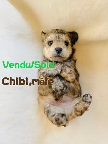 Vendu/Sold,Caniche Toy/nais.Tiny Toy poodle - Photo 4