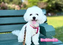 Vendu/Sold,Caniche Toy/nais.Tiny Toy poodle - Photo 5