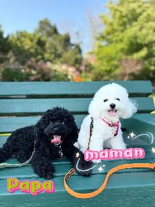 Vendu/Sold,Caniche Toy/nais.Tiny Toy poodle - Photo 6
