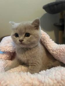 Scottish Straight Blue and Lilac kittens CCA/AFC registered
