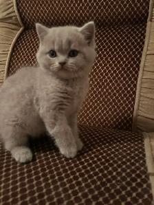 Scottish Straight Blue and Lilac kittens CCA/AFC registered - Photo 2