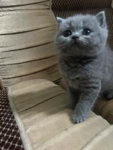Scottish Straight Blue and Lilac kittens CCA/AFC registered - Photo 4