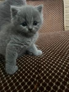Scottish Straight Blue and Lilac kittens CCA/AFC registered - Photo 5