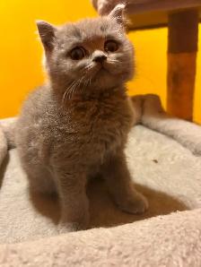 Scottish Straight Blue and Lilac kittens CCA/AFC registered - Photo 6