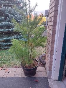 TREE - WHITE PINE