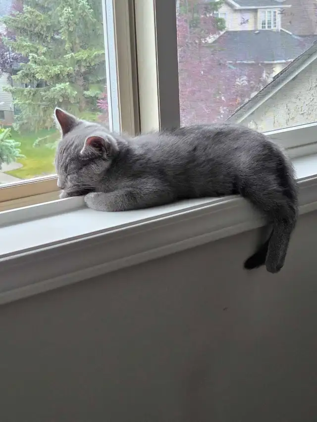 All Grey Beautiful 4 month old kitten