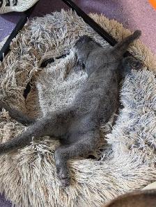 All Grey Beautiful 4 month old kitten - Photo 3