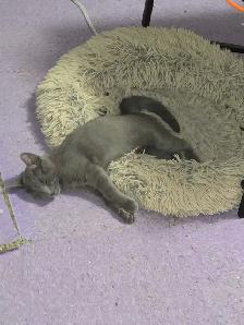 All Grey Beautiful 4 month old kitten - Photo 4