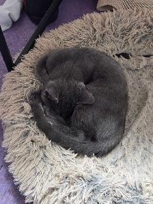 All Grey Beautiful 4 month old kitten - Photo 5