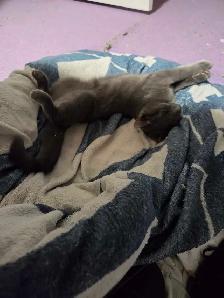 All Grey Beautiful 4 month old kitten - Photo 6