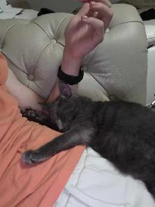 All Grey Beautiful 4 month old kitten - Photo 7