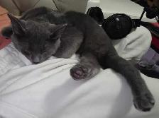 All Grey Beautiful 4 month old kitten - Photo 8