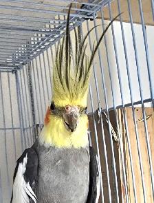 High-quality Male Cockatiel ready for breeding 2 years old