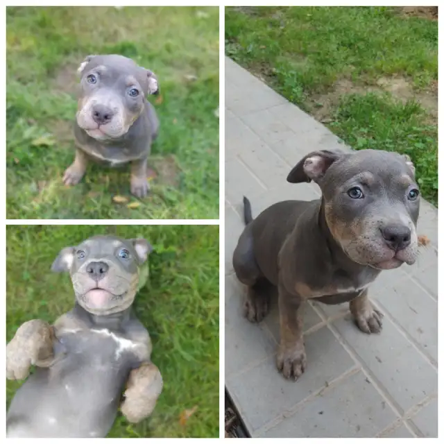 Puppy available