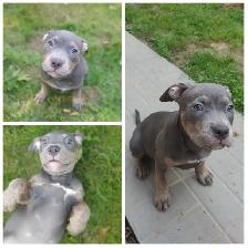 Puppy available