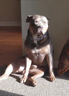 Puppy available - Photo 2