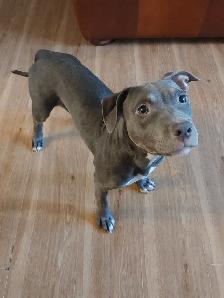 Puppy available - Photo 3