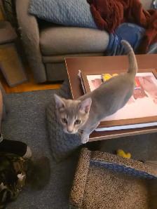 Bb chatons