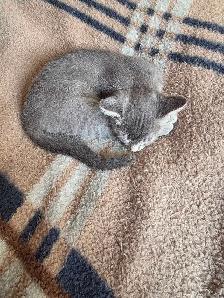 Bb chatons - Photo 2