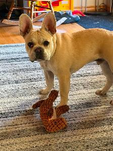 6 month old French bull dog
