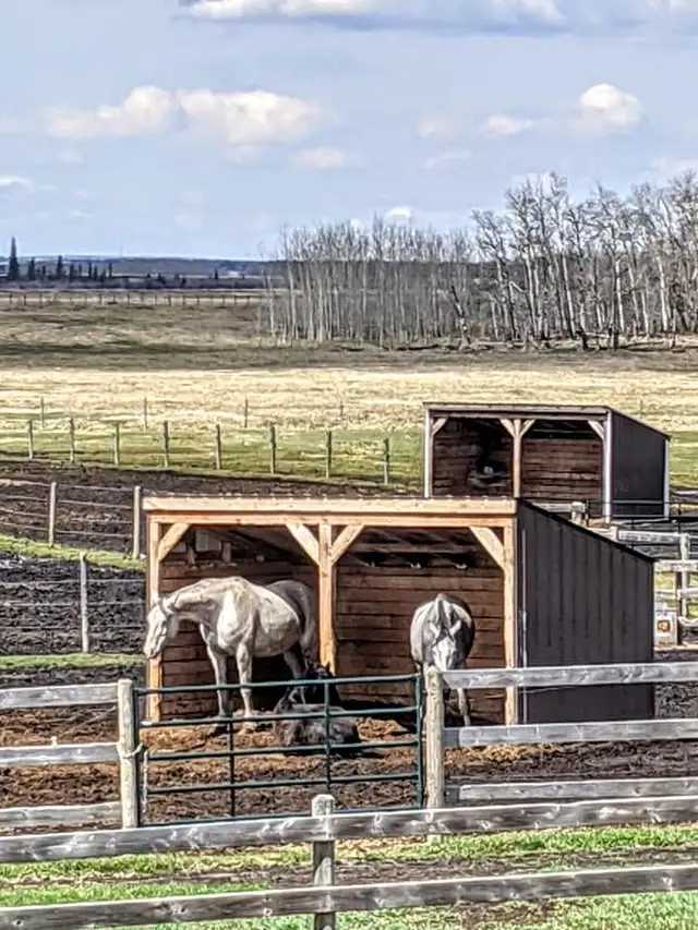 Horse Boarding — Outdoor Paddock & Pasture | Citrine Equine
