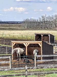 Horse Boarding — Outdoor Paddock & Pasture | Citrine Equine