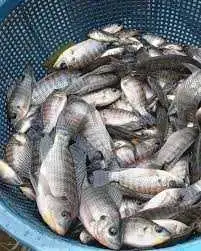 NILE TILAPIA FINGERLINGS AVAILABLE!