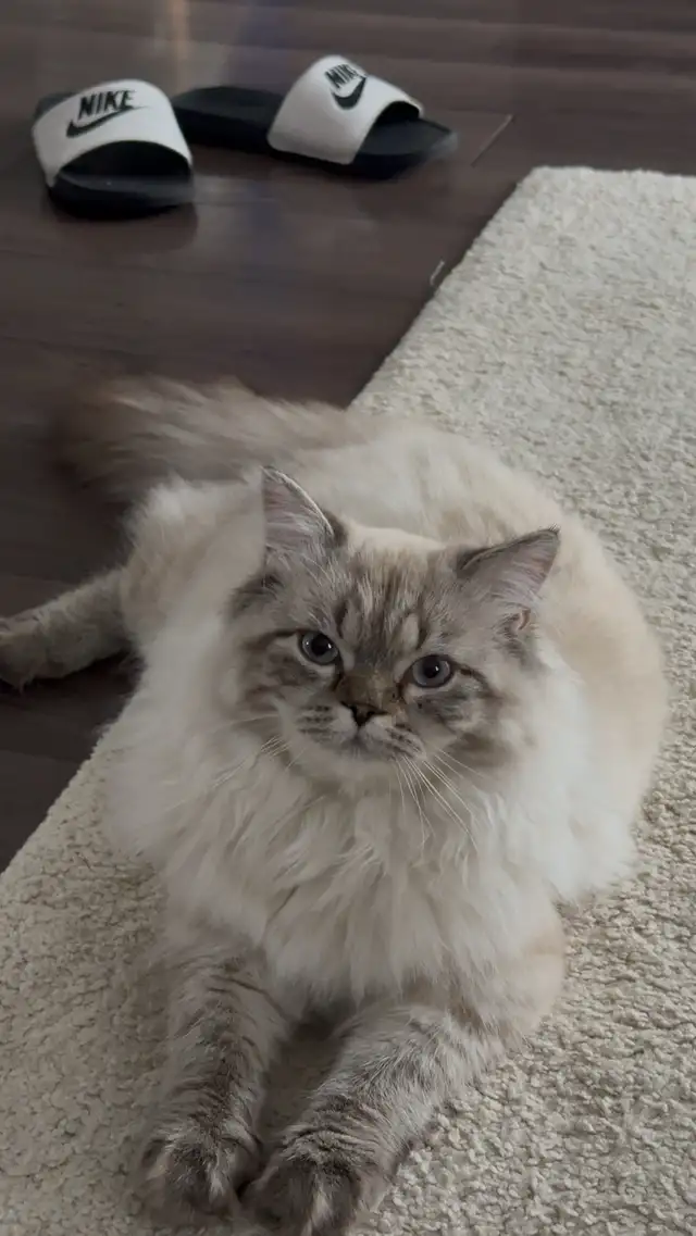 Beautiful Male Hypoallergenic Ragdoll Cat Seeking Loving Homr