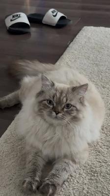 Beautiful Male Hypoallergenic Ragdoll Cat Seeking Loving Homr