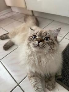 Beautiful Male Hypoallergenic Ragdoll Cat Seeking Loving Homr - Photo 2