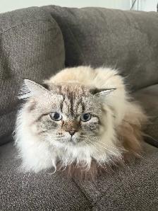 Beautiful Male Hypoallergenic Ragdoll Cat Seeking Loving Homr - Photo 3