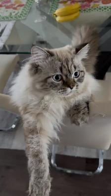 Beautiful Male Hypoallergenic Ragdoll Cat Seeking Loving Homr - Photo 4