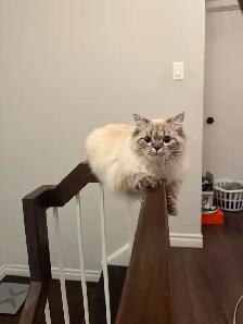 Beautiful Male Hypoallergenic Ragdoll Cat Seeking Loving Homr - Photo 5